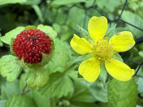 Indische Scheinerdbeere