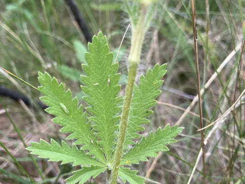 Sulphur Cinquefoil