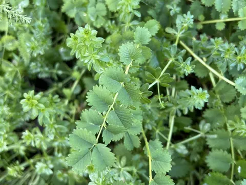 Salad Burnet