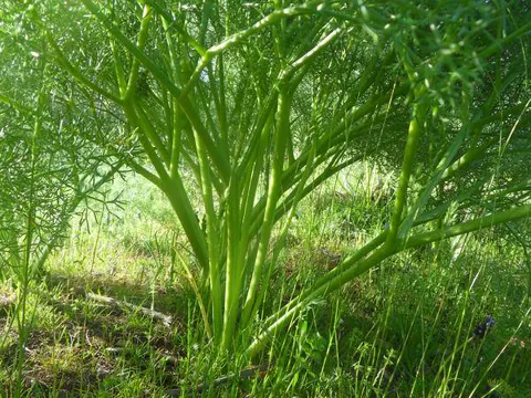 Hartwort