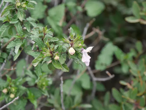 Hedge Germander