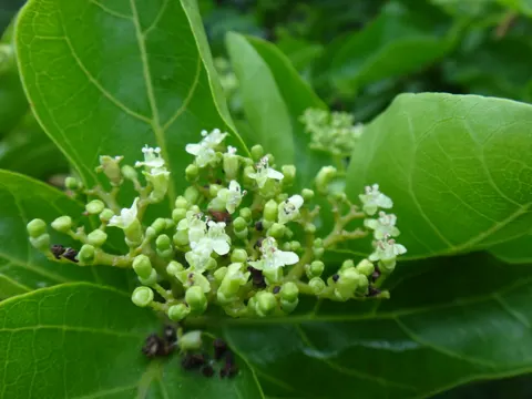 Premna