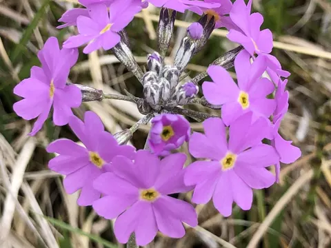 Bird's-eye Primrose