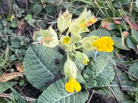 Cowslip