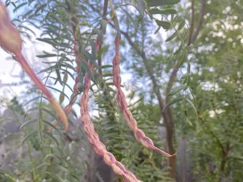 Honey Mesquite
