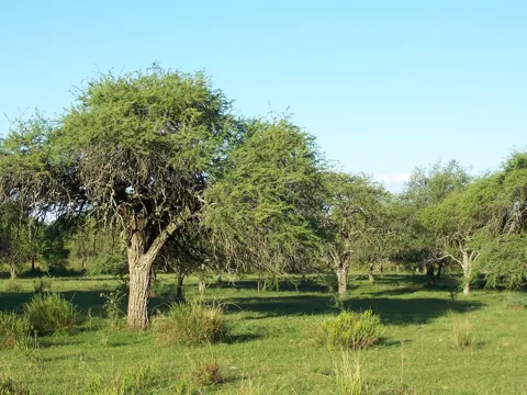 Black Algarroba