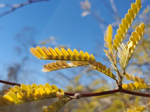 Samtmesquite