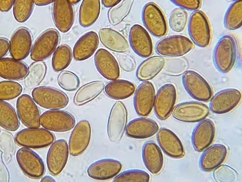 Protostropharia dorsipora