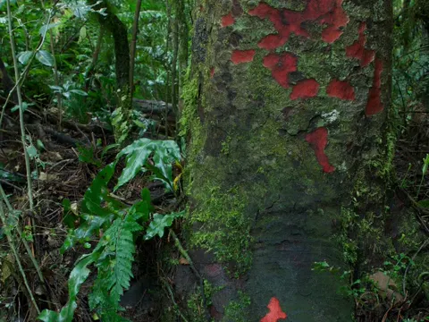 Prumnopitys taxifolia