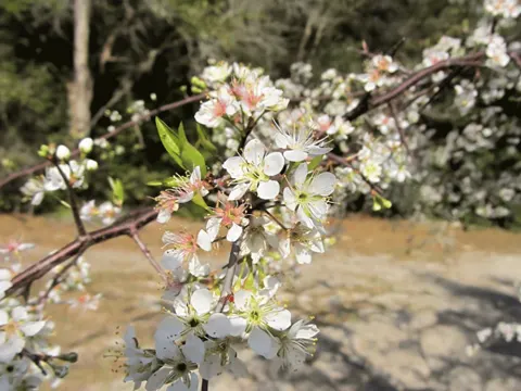 American Plum