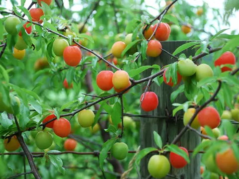 Sand Plum