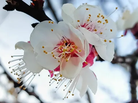 Apricot