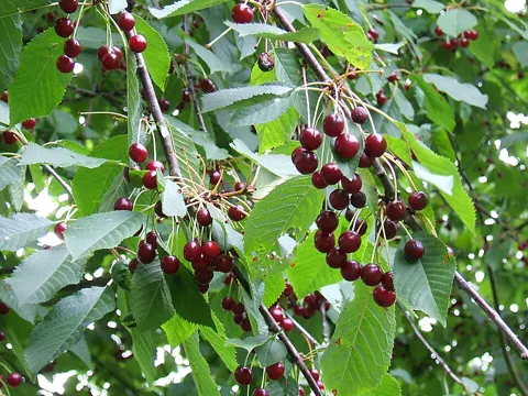 Vogel-Kirsche