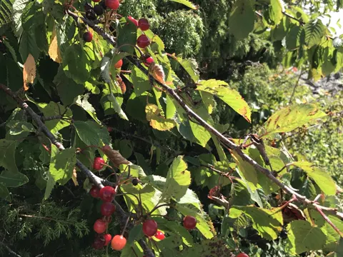 Sour Cherry