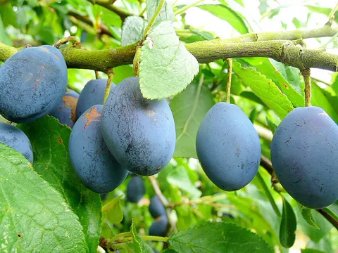 Damson Plum
