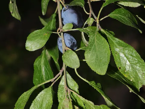 Damson plum