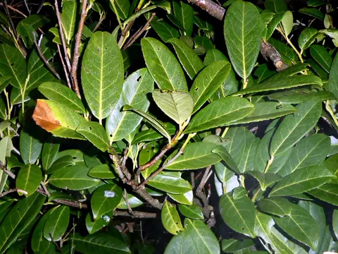 Cherry Laurel