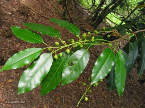 Portugal laurel