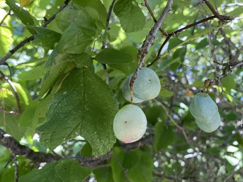 Mexican Plum