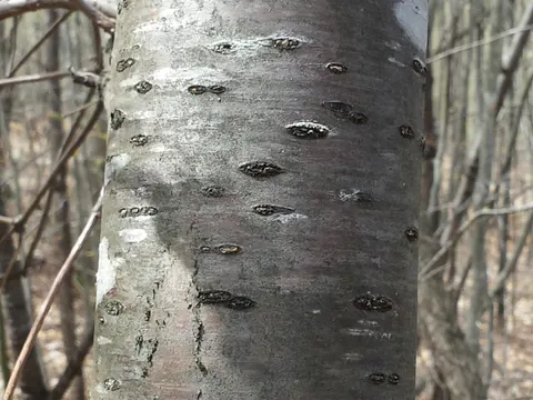 Pin Cherry