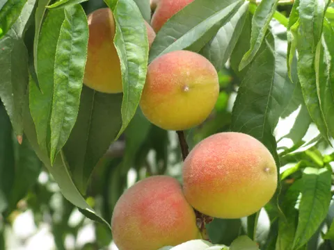 Peach
