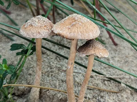 Dune Brittlestem