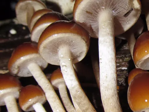 Common Stump Brittlestem