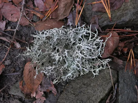 Ghost Antler Lichen