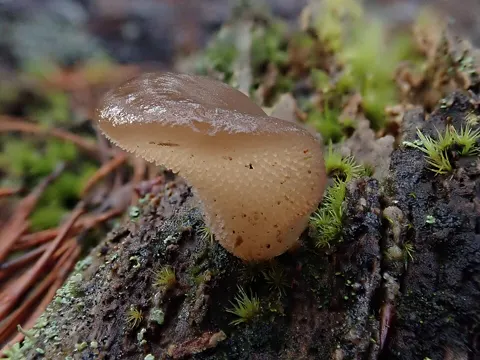 Jelly Tooth