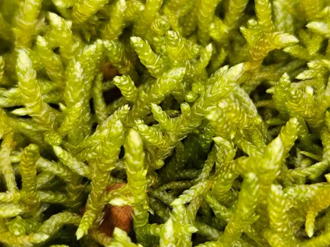 Neat Feather-moss