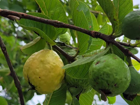 Guava