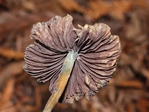 Liberty Cap