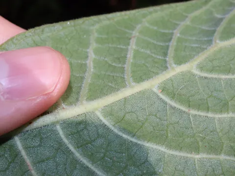 Hairy Psychotria