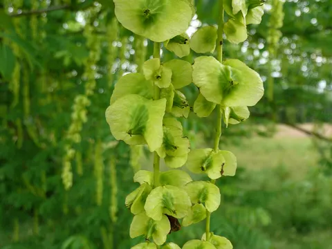 Caucasian Wingnut