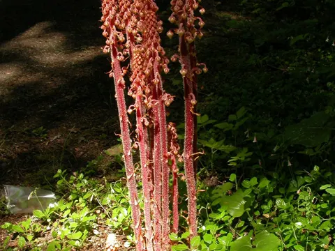 Pinedrops