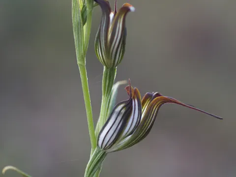 Curry Pterostylis