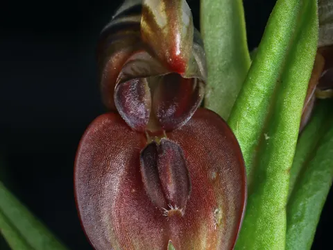 Red Pterostylis