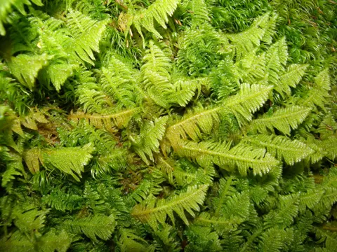 Ostrich-plume Feather-moss