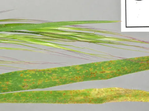 Brown Rust of Wheat