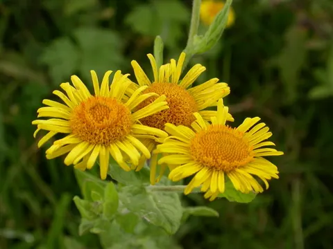 common fleabane