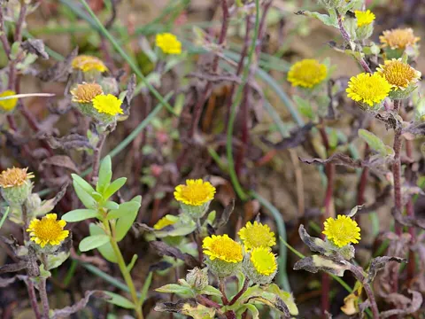 Small Fleabane
