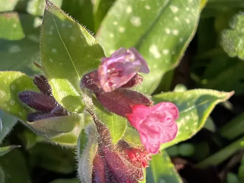 Lungwort