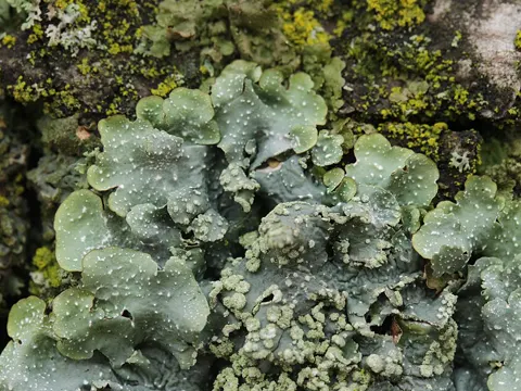 Powdery-back Shield Lichen