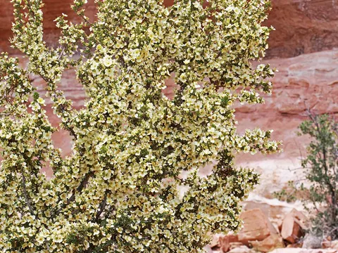 Purshia stansburiana