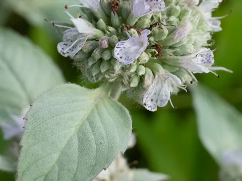 Hoary Mountain-mint
