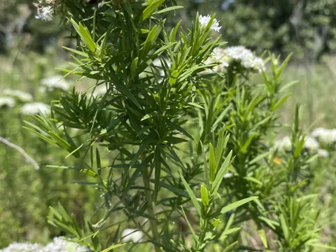 Slender Mountain-mint