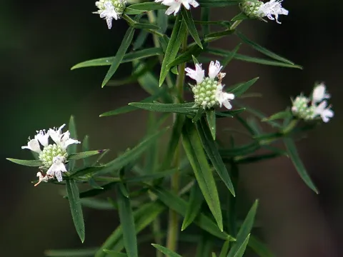 Virginia Mountain-mint