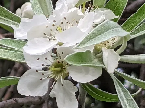 Willow-leaved Pear
