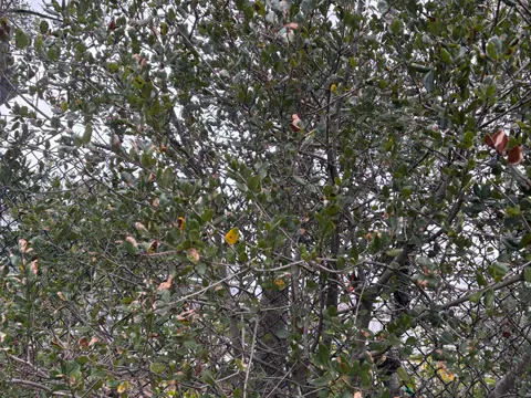 Coast Live Oak