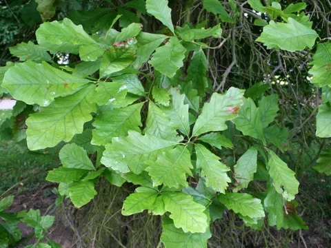 Swamp White Oak